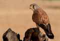 Обыкновенная пустельга фото (Falco tinnunculus) - изображение №753 onbird.ru.<br>Источник: photo.net